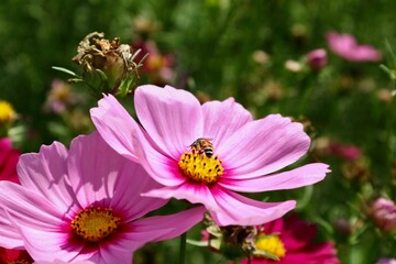 Obraz premium Flowers