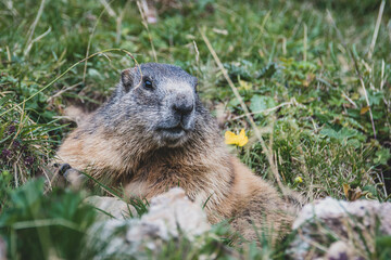 Alpenmurmeltier Alpen Murmeltier