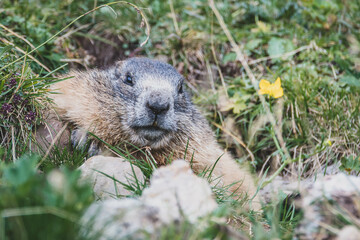 Alpenmurmeltier Alpen Murmeltier