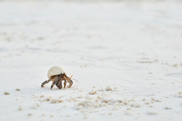 a small hermit crab walking slowly along the beach in the afternoon seaside with blurred blue sea in background
