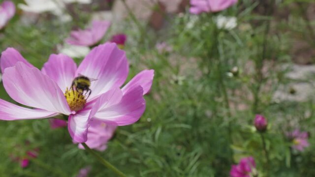Slow motion close up of a bee pollinating flower petals on a pink cosmos flower with a yellow iris.
