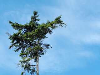 the tall tree of the Christmas tree grows against the background of the blue sky