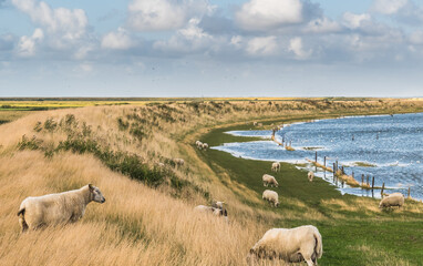Sheep grazing on the sea dike of the North Sea in Denmark. Wadden Sea in Germany, Denmark and Netherlands is Unesco World heritage.