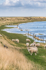 Sheep grazing on the sea dike of the North Sea in Denmark. Wadden Sea in Germany, Denmark and...