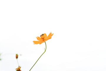Fototapeta na wymiar オレンジ色の花　キバナコスモス