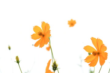 オレンジ色の花　キバナコスモス