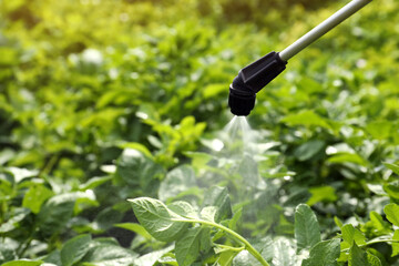Spraying pesticide onto potato plants outdoors on sunny day - obrazy, fototapety, plakaty