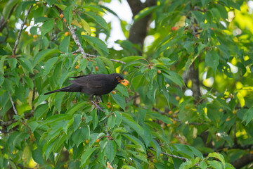 Amsel pflückt Kirschen