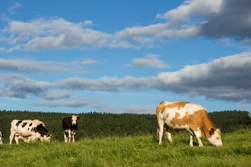 Naklejka na ściany i meble cows standing on a field with blue sky and clouds in sunshine