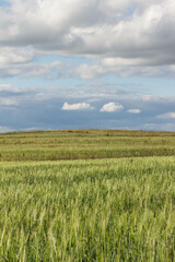 green wheat field with cloudy sky in summer