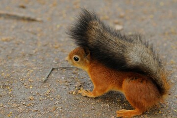 A squirrel with red fur and a fluffy tail looks to the side. Portrait of a beautiful and cute rodent in the forest. A small bright red squirrel sits on the ground in the park.