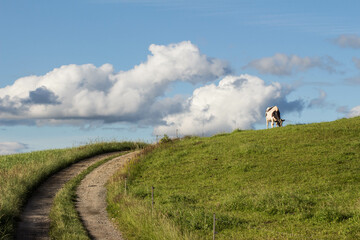Obraz premium cow standing on a hill in the field with clouds at the horizon and blue sky