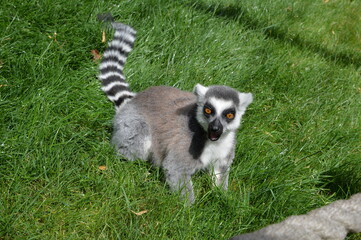 affe auf wiese gestreift keck frech flink amuren lemuren zoo