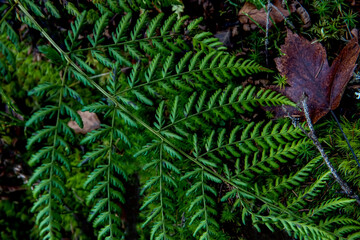 A branch of green fern on a natural forest background.