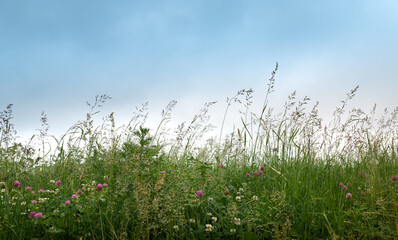 Obraz premium Grass and flowers against the blue sky