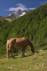 Cavallo allo stato brado che bruca l'erba in un pascolo al  bordo di una foresta in montagna con cielo azzurro con nubi nel paesaggio alpino in Val Senales 