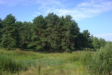 pines at the edge of the forest park