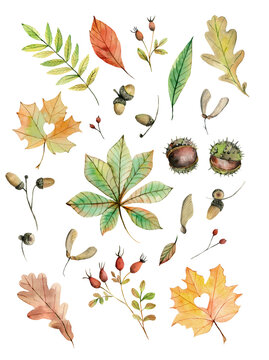Watercolor illustration, hand drawing, autumn set of elements on isolated white background. 