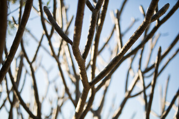 branches against sky