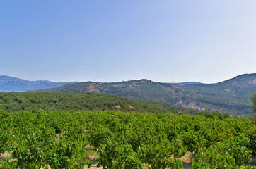 Fototapeta na wymiar View of the green vines of a Greek vineyard with ripe green grapes. 