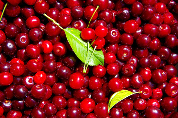 Cherry background. Ripe red cherry with green leaves.