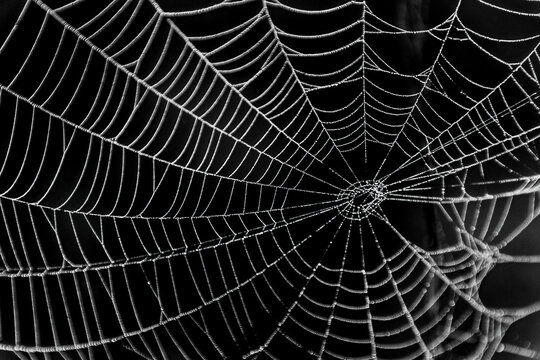 Black and white closeup of a spider web covered in dew drops or water droplets..