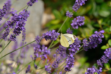 Obraz premium Kleiner Kohlweißling (Pieris rapae) am Lavendel