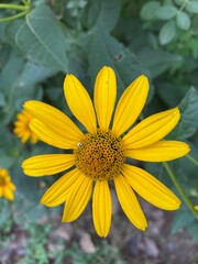 yellow flower in the garden