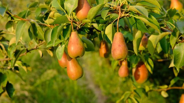Beautiful Ripe bunch with a lot of pear growing on a tree with green leaves on green blurred background.Harvest ,juice ,organic, natural background concept. Close up