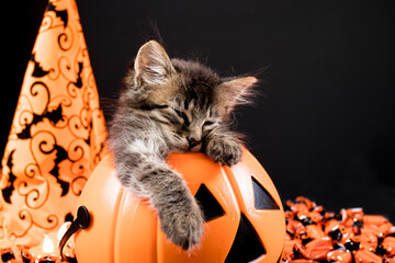 A Halloween kitten with bat wings sleeps in a pumpkin on a black background.