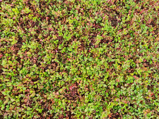 Ground Cover Seamless Texture Tile. Plants leaves from top view. Good for backbround and...
