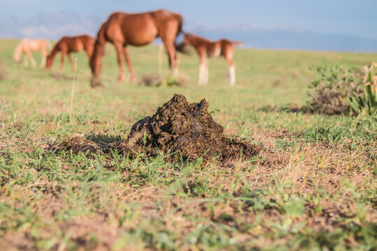 A pile of horse manure in nature