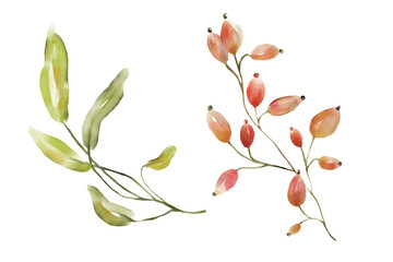 Watercolor florals greenery, branch, twig illustration.