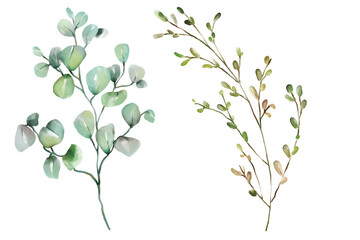 Watercolor florals greenery, branch, twig illustration.