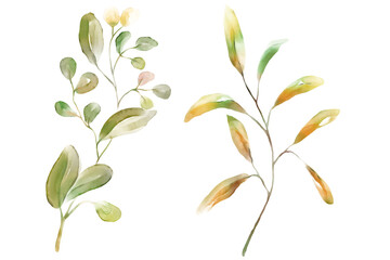 Watercolor florals greenery, branch, twig illustration.