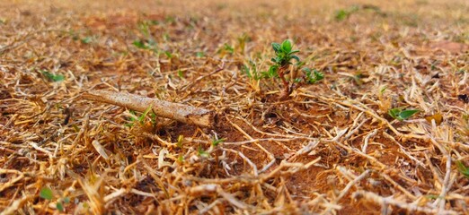 tiny plant on the dry ground