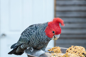 Gang-gang Cockatoo male eating, Hughes, ACT, August 2021