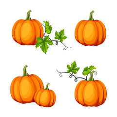 Vector set of four orange pumpkins isolated on a white background.