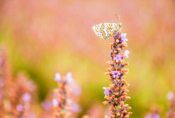 Close up view of a butterfly on a Lavender in Provence, France