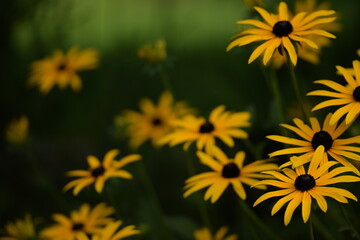 Rudbeckia flowers background.