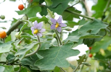Obraz na płótnie Canvas Solanum fruit and flowers on natural daylight green leaves background.Maweng fruit