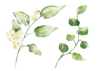 Watercolor florals greenery, branch, twig illustration.