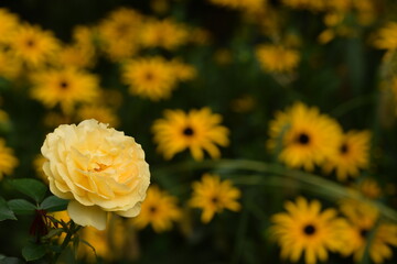 Anisade rose on yellow bokeh rudbeckia bakcground.