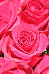 close up of pink roses