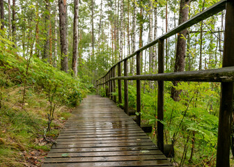 Obraz premium landscape from the bog, bog after rain, wet wooden footbridges in wet bog, dark storm clouds, traditional bog vegetation, heather, grass, bog pines, Tolkuse bog hiking trail, Parnu county, Estonia