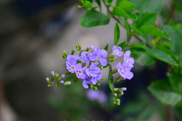 purple flowers