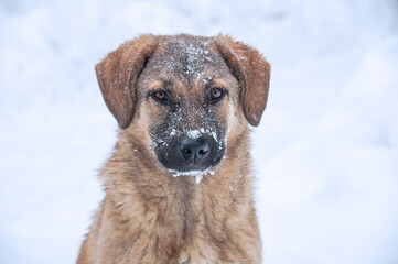 A stray homeless hungry dog on the snow in winter