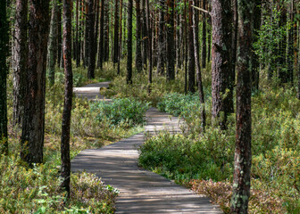 landscape from the bog, bog after rain, wet wooden footbridges in wet bog, dark storm clouds, traditional bog vegetation, heather, grass, bog pines, Tolkuse bog hiking trail, Parnu county, Estonia