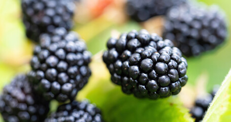 Natural fresh blackberries in a garden. Bunch of ripe blackberry fruit - Rubus fruticosus - on branch of plant with green leaves on farm. Organic farming, healthy food, BIO viands.