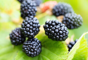 Natural fresh blackberries in a garden. Bunch of ripe blackberry fruit - Rubus fruticosus - on branch of plant with green leaves on farm. Organic farming, healthy food, BIO viands.